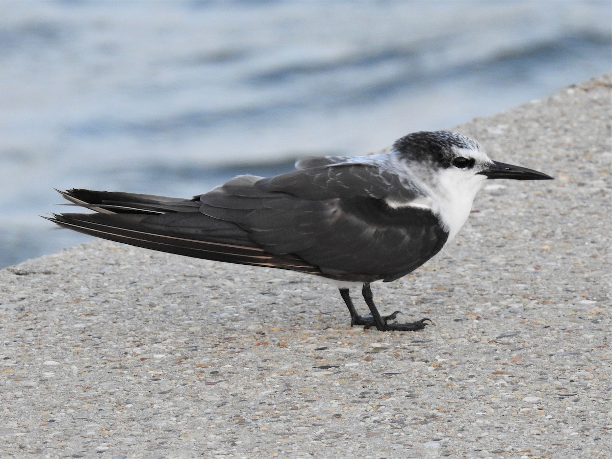 Bridled Tern - Lucy Jacobson