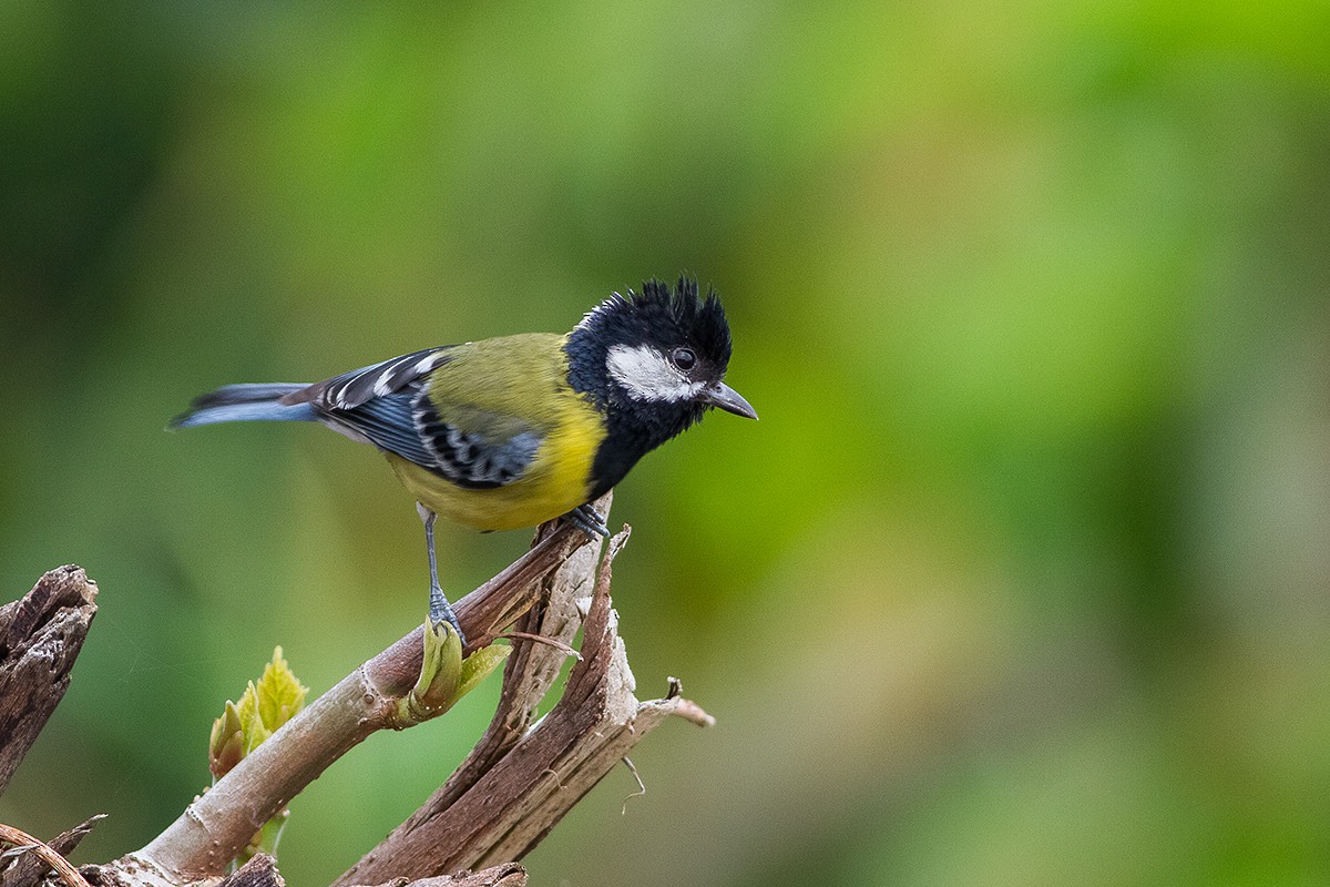 Green-backed Tit - ML242070861
