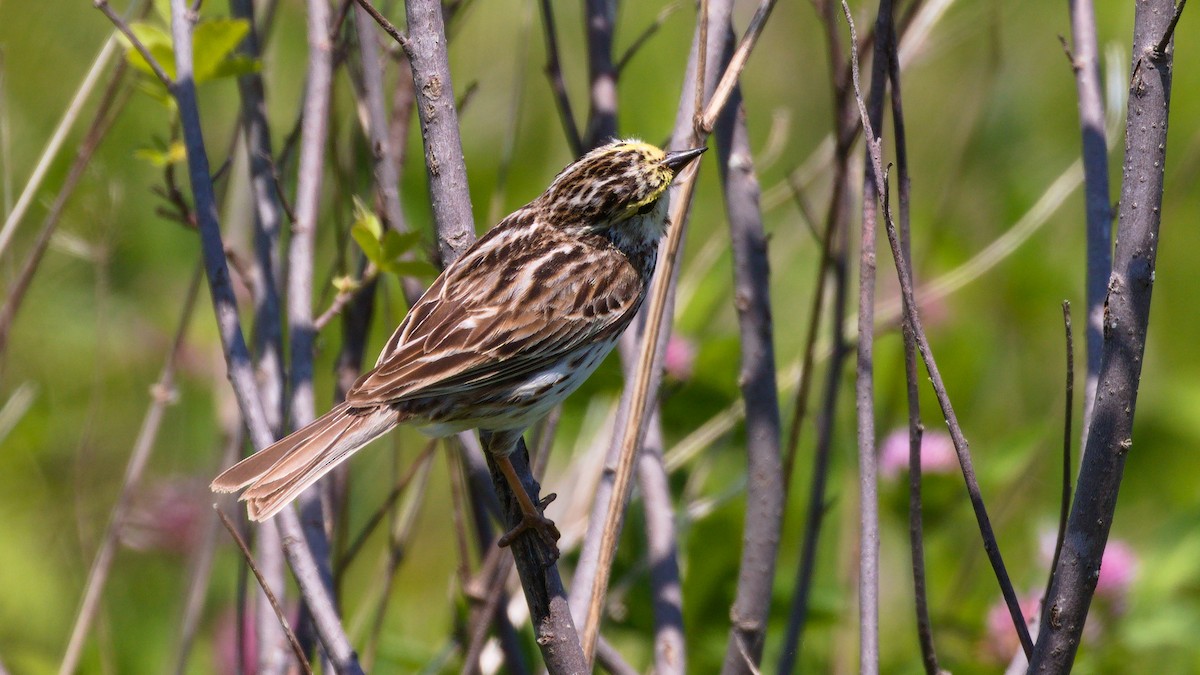 Savannah Sparrow - ML242072001
