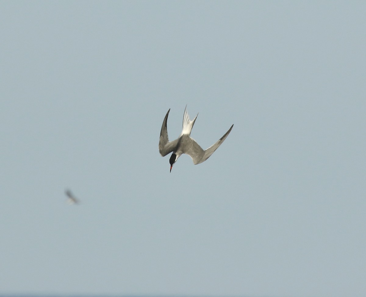 Common Tern - Jim Sparrell