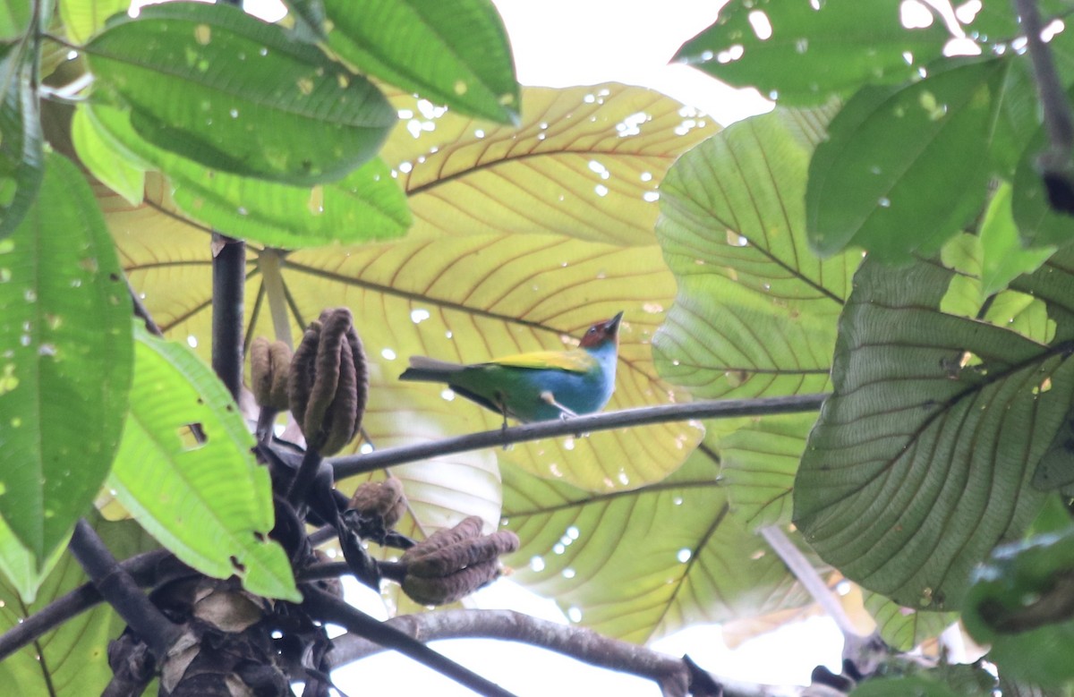 Bay-headed Tanager - ML242076261