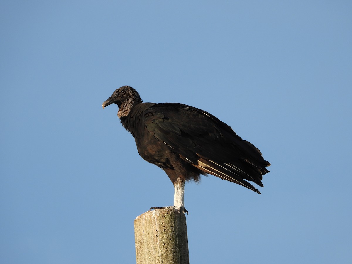 Black Vulture - Jose Antonio R Pasos Perez