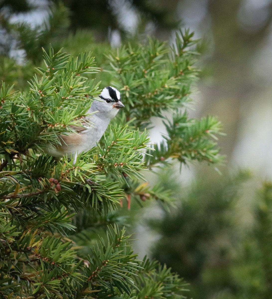 White-crowned Sparrow - ML242079391