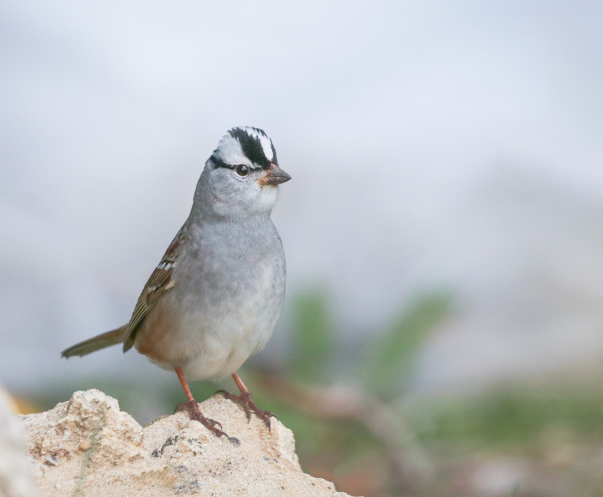 White-crowned Sparrow - ML242079881