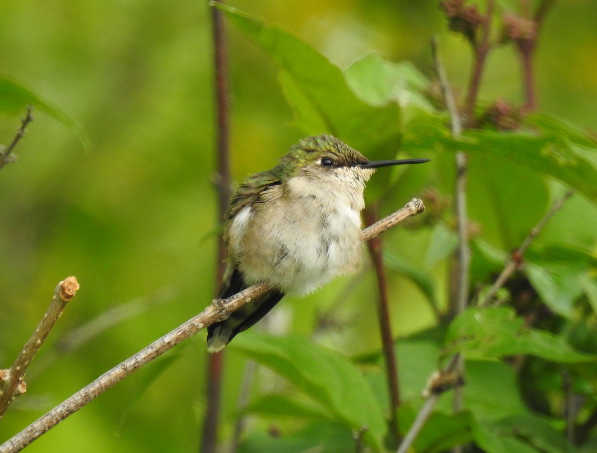 Ruby-throated Hummingbird - Chris Coxson
