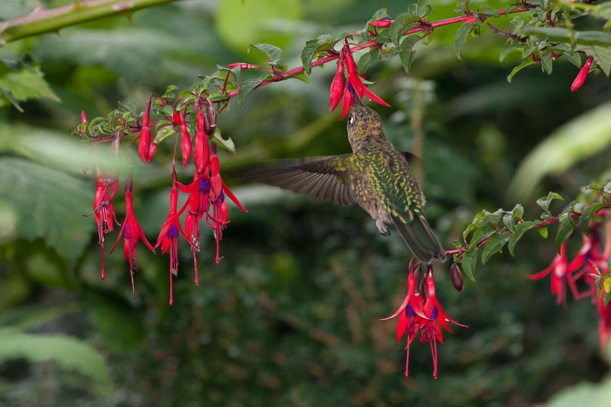kolibřík chilský - ML242080891