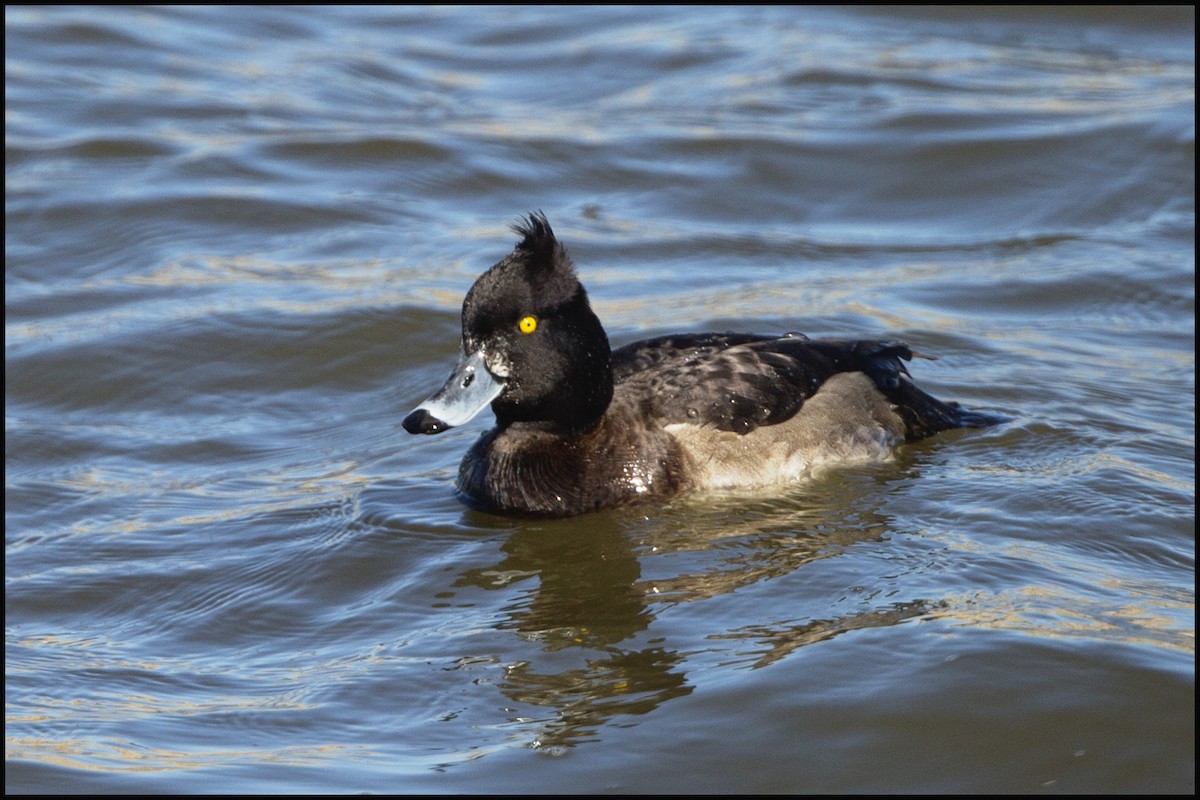 Tufted Duck - ML24208101