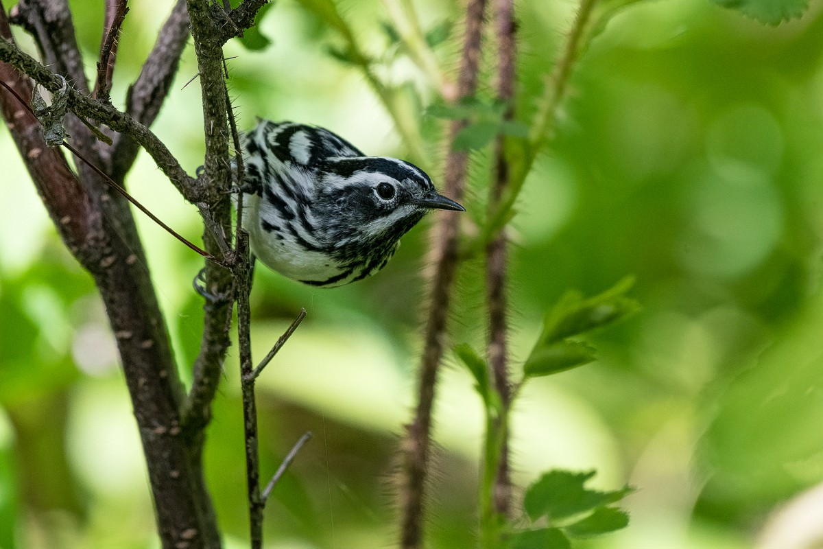 Black-and-white Warbler - ML242081751