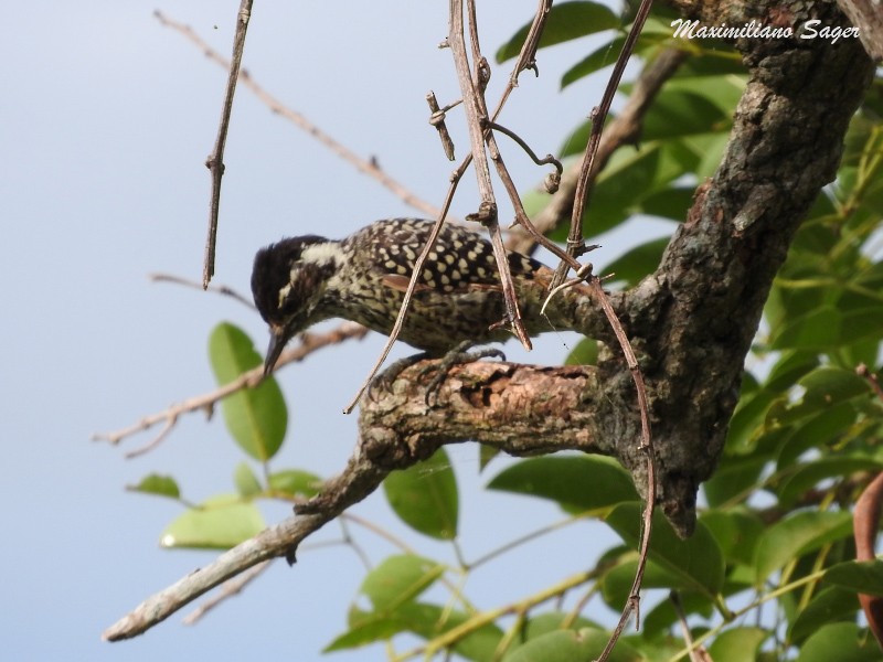 Checkered Woodpecker - ML24208661