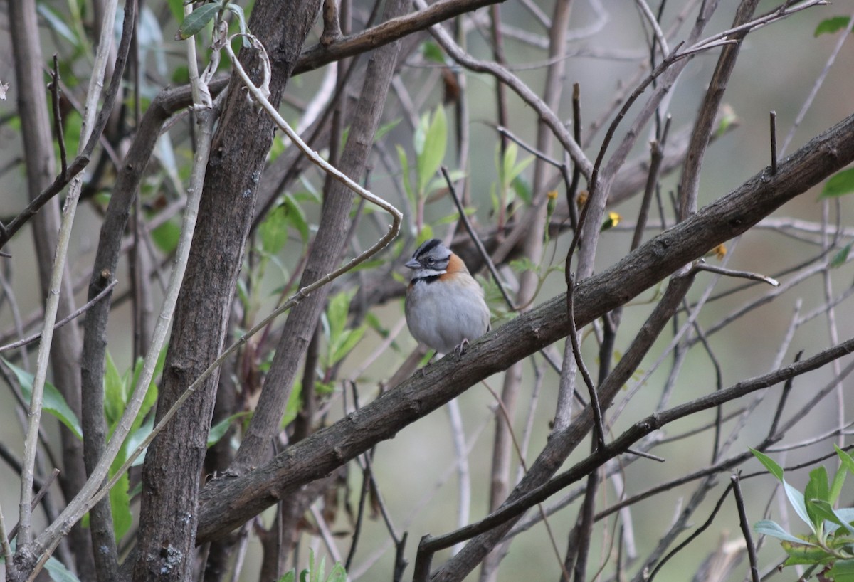 Rufous-collared Sparrow - ML242087141