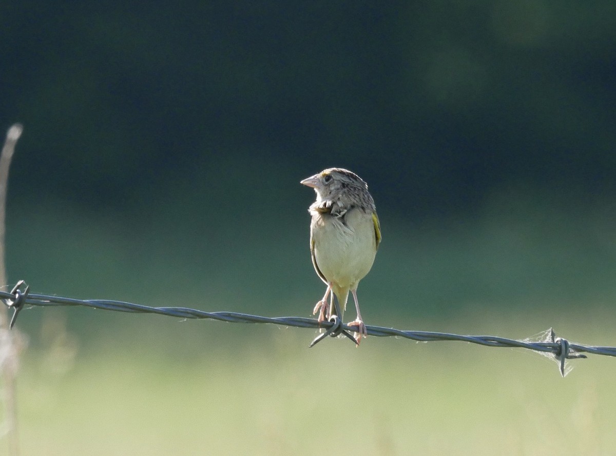 Grasshopper Sparrow - ML242088941