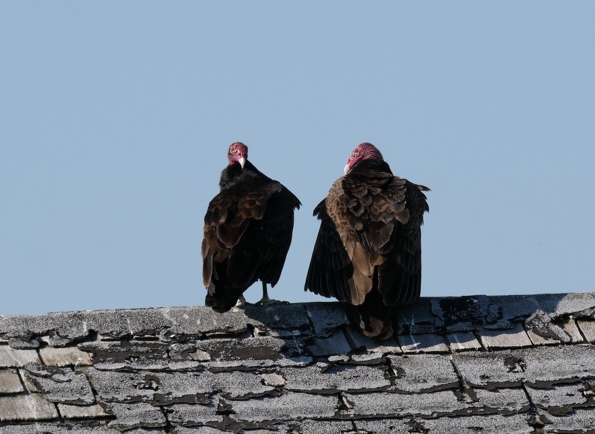 Turkey Vulture - ML242089221