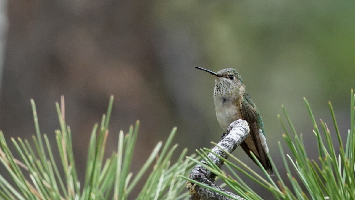 Broad-tailed Hummingbird - ML242089791