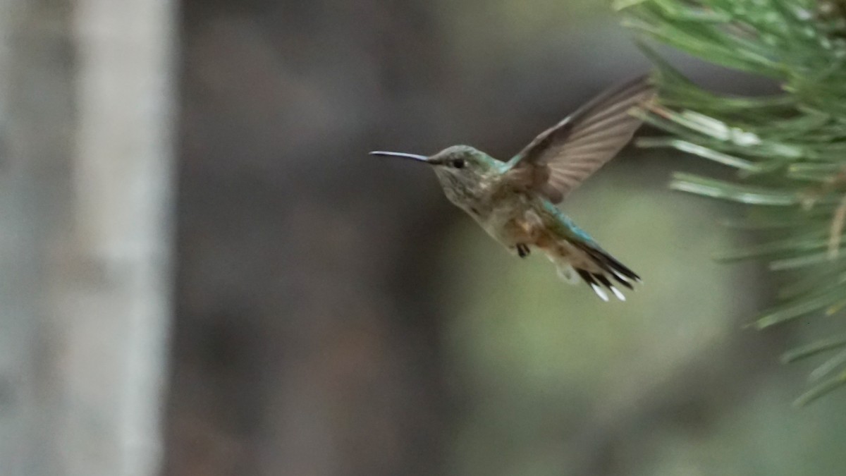 Broad-tailed Hummingbird - ML242089801