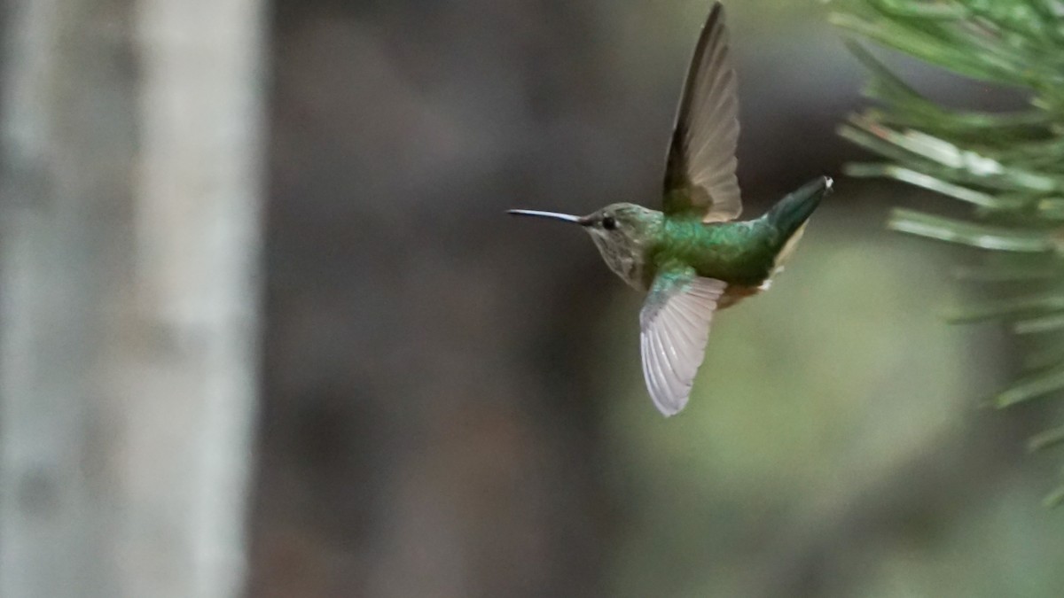 Broad-tailed Hummingbird - ML242089811