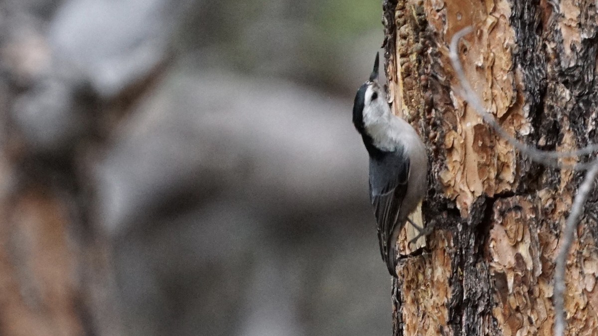 White-breasted Nuthatch - Jacob Tims