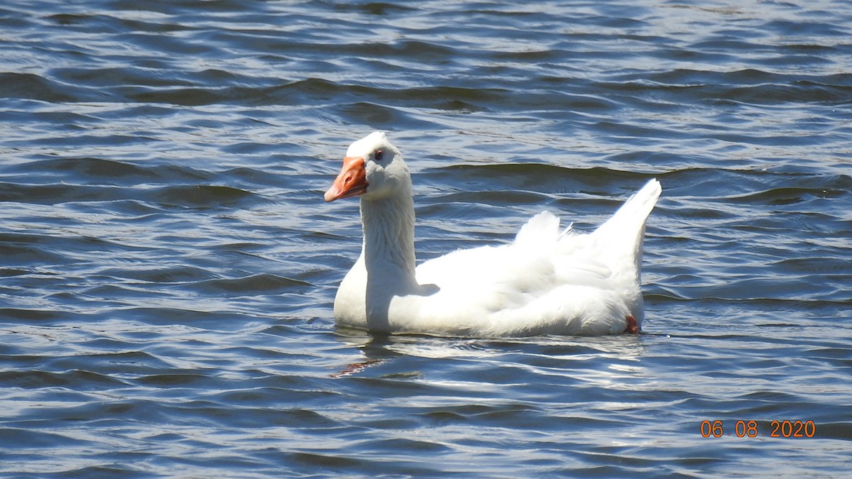 Graylag Goose (Domestic type) - ML242092791