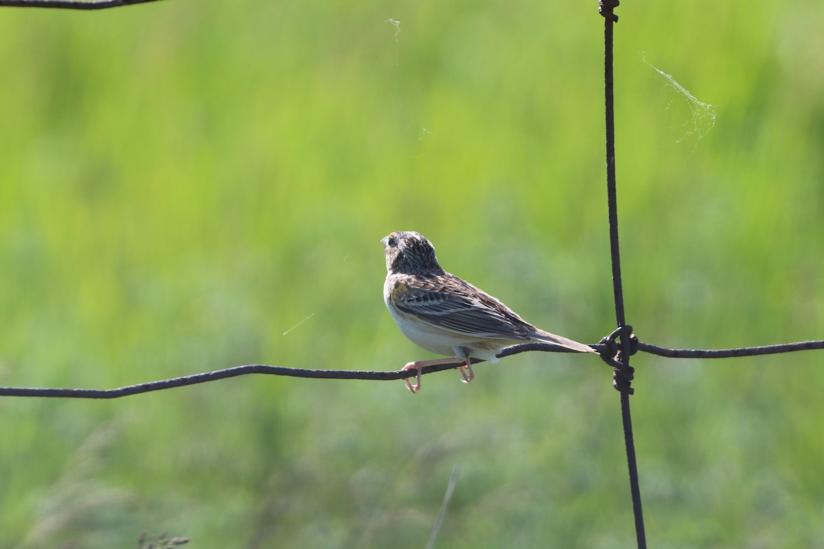Grasshopper Sparrow - ML242094861