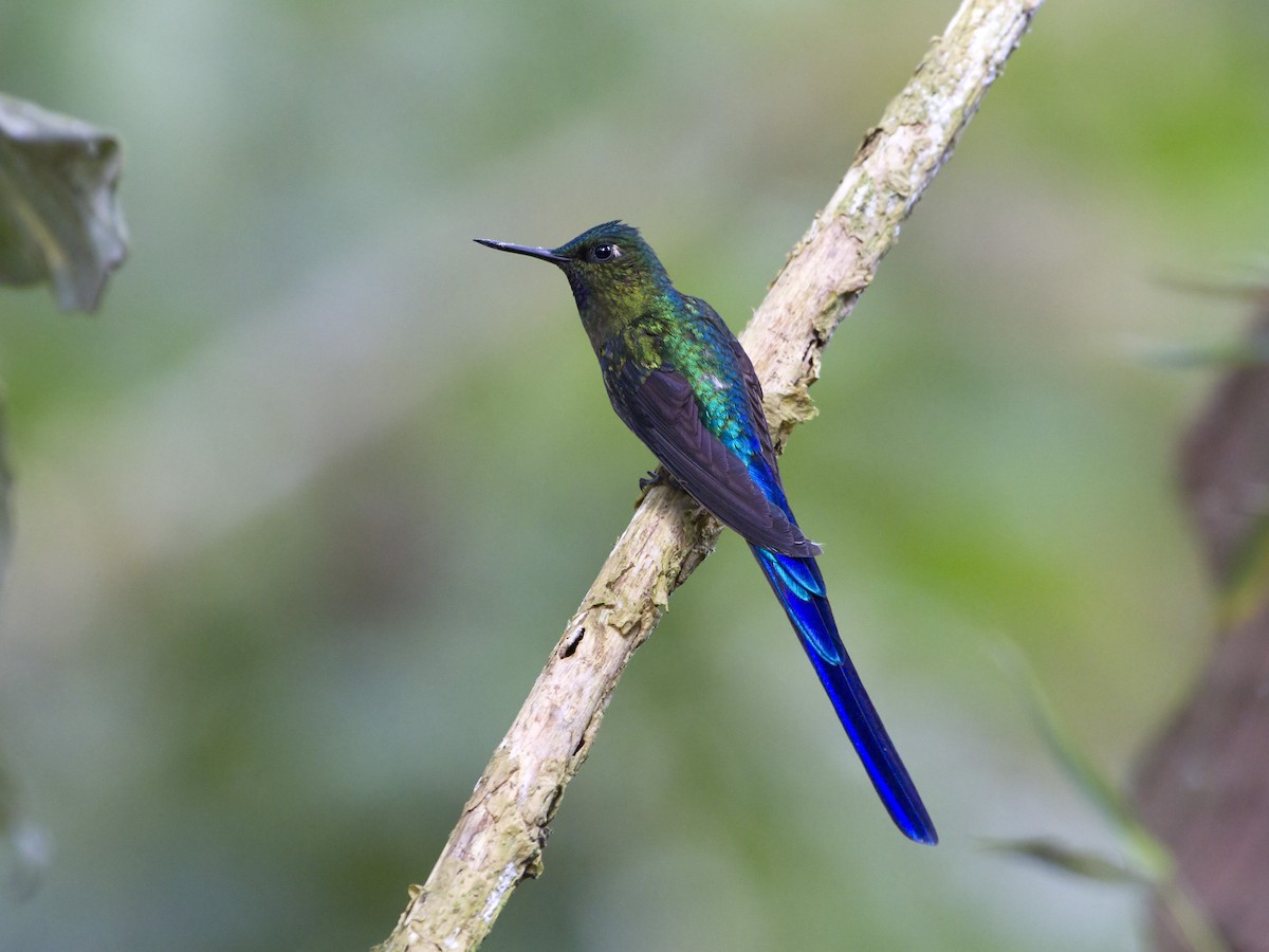 Violet-tailed Sylph - Manolo Arribas