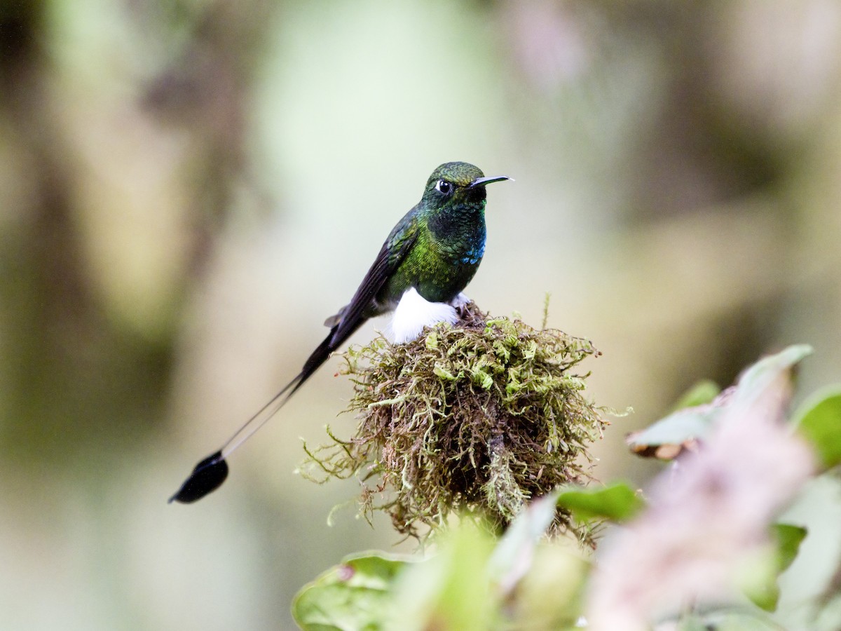 White-booted Racket-tail - Manolo Arribas