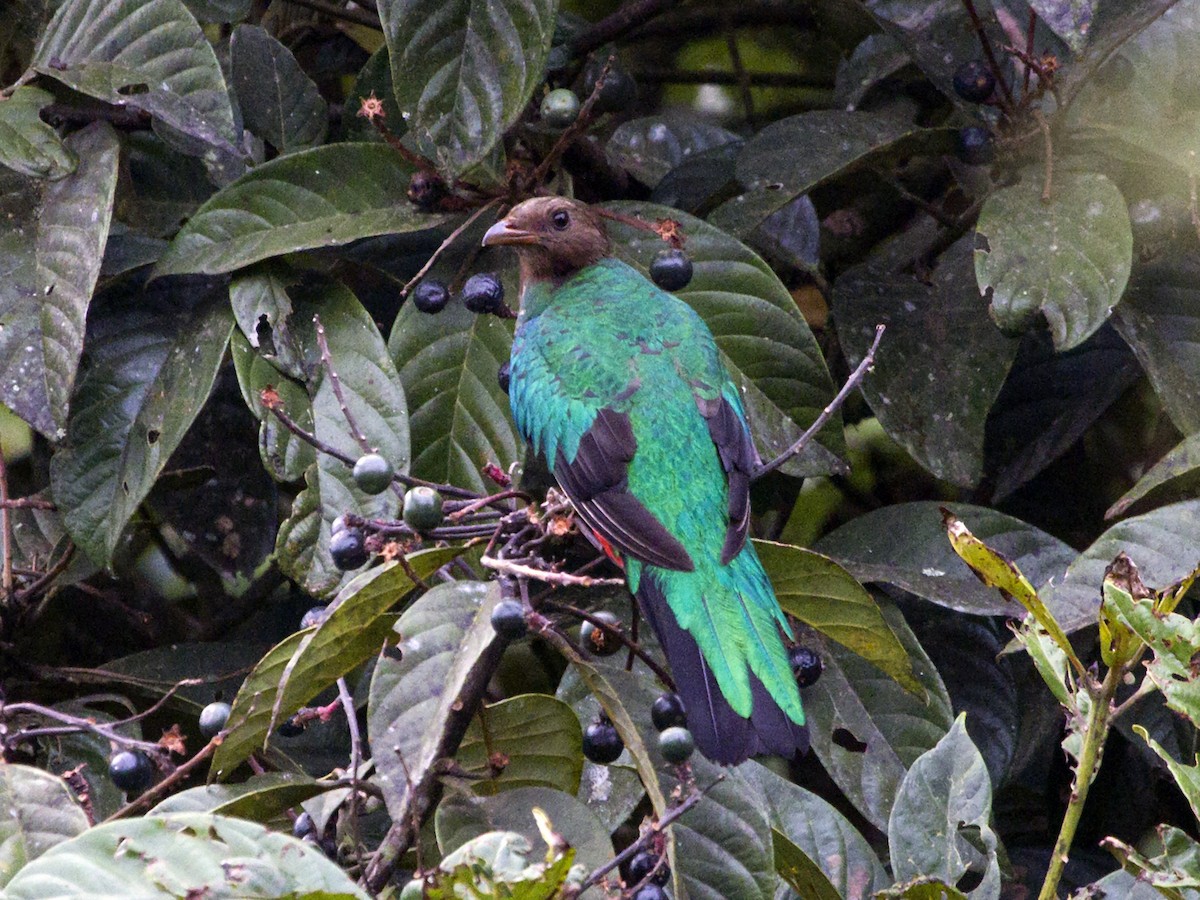 Golden-headed Quetzal - Manolo Arribas