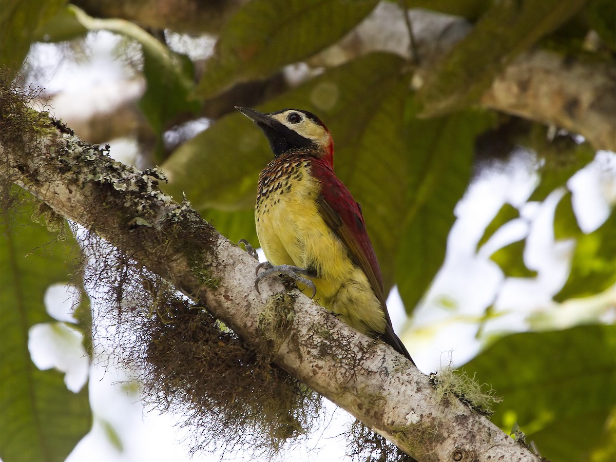Crimson-mantled Woodpecker - Manolo Arribas