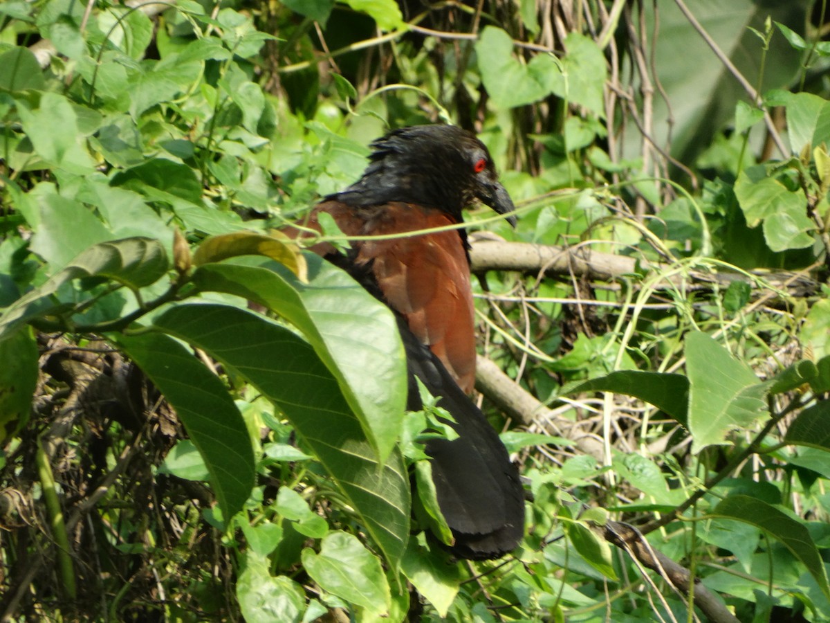 Greater Coucal - ML242106461