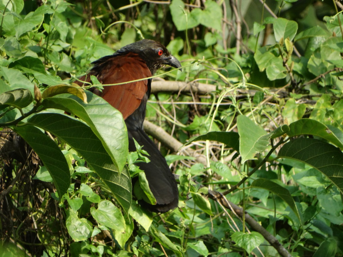 Greater Coucal - ML242106581