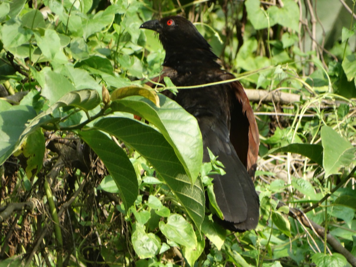 Greater Coucal - ML242106631