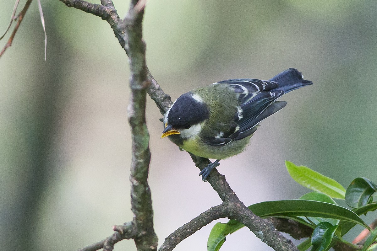 Green-backed Tit - ML242107741