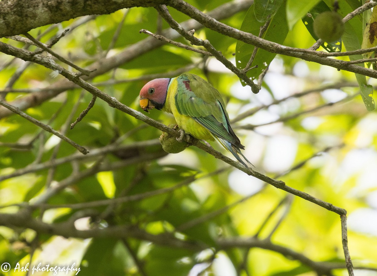 Plum-headed Parakeet - Ashwini Bhatt