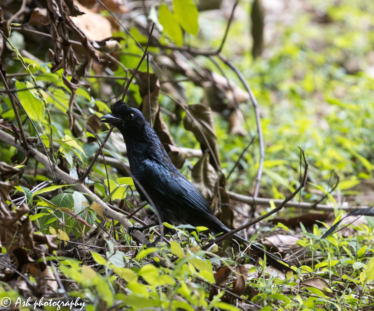 Greater Racket-tailed Drongo - ML242107941