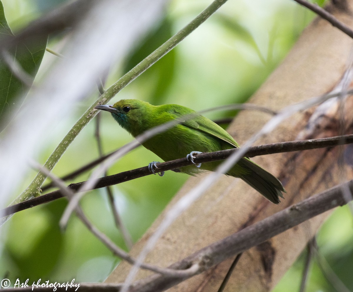 Jerdon's Leafbird - Ashwini Bhatt