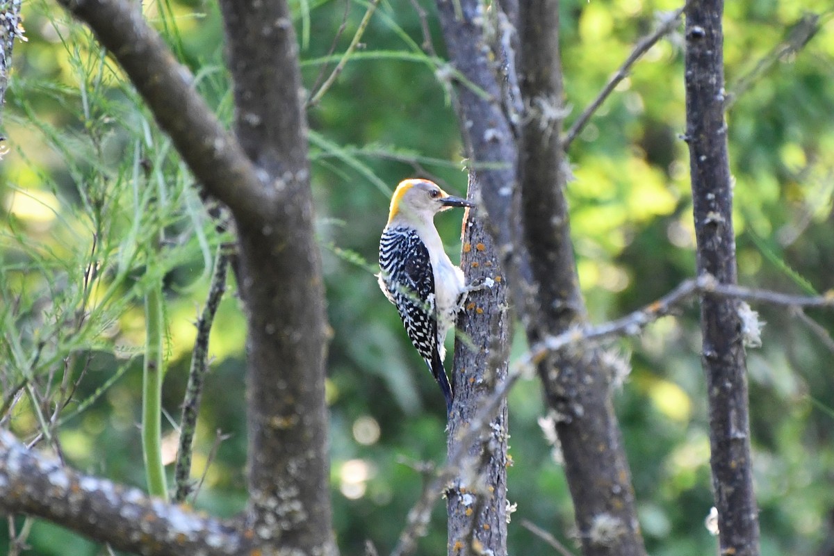 Golden-fronted Woodpecker - Nate Badger