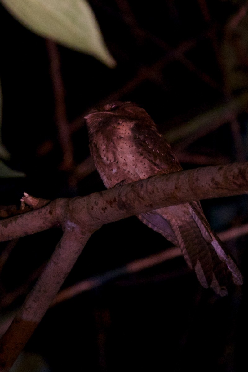 Moluccan Owlet-nightjar - ML242109491