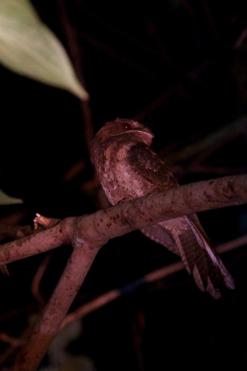 Moluccan Owlet-nightjar - ML242109501