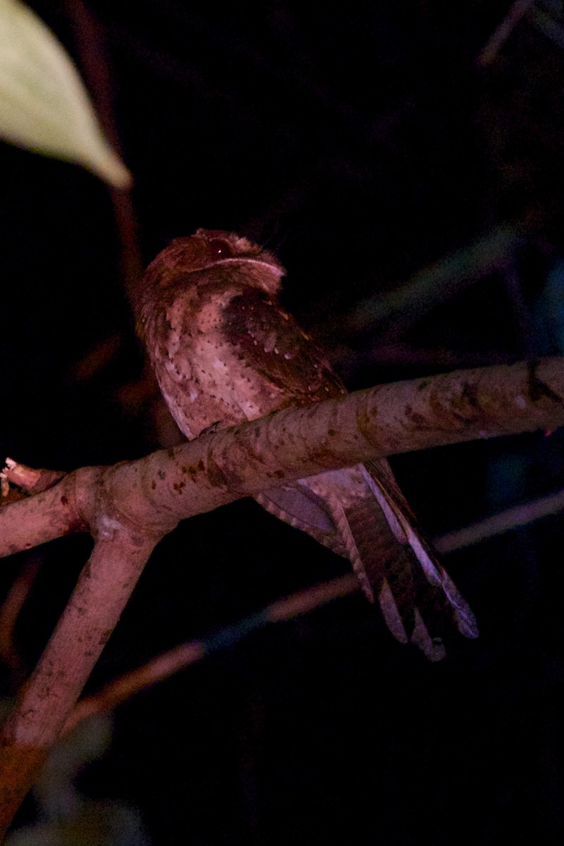 Moluccan Owlet-nightjar - ML242109511