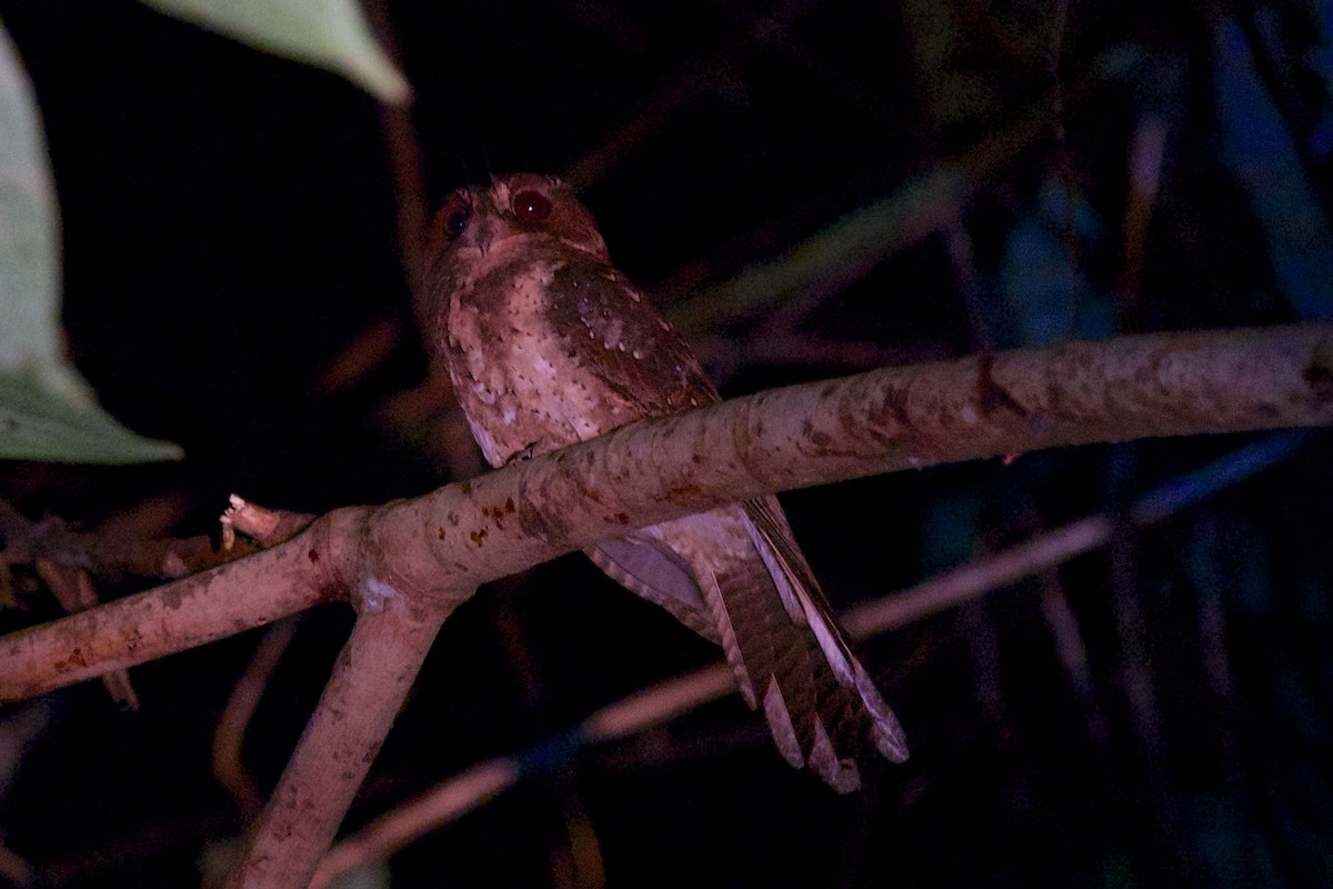 Moluccan Owlet-nightjar - ML242109521