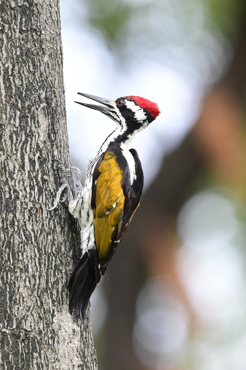 White-naped Woodpecker - ML242110351