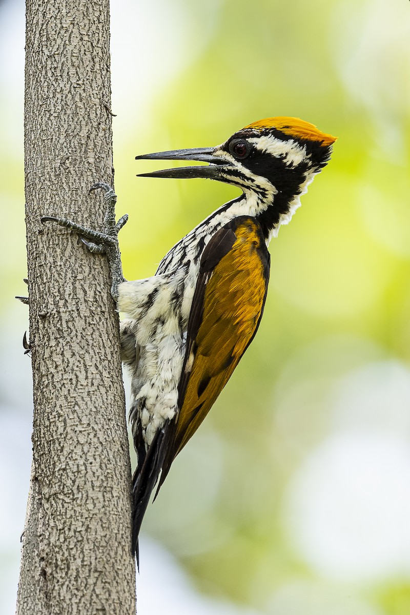 White-naped Woodpecker - Sriram Reddy