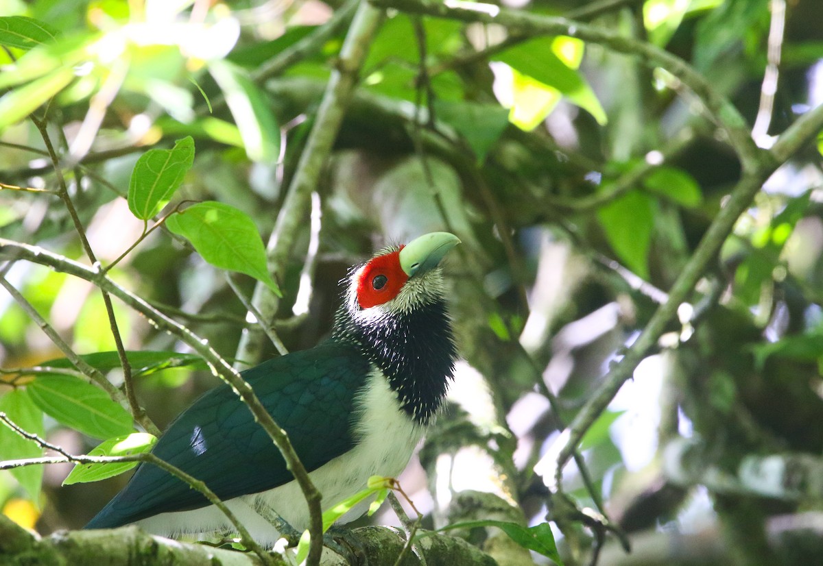Red-faced Malkoha - ML242110951