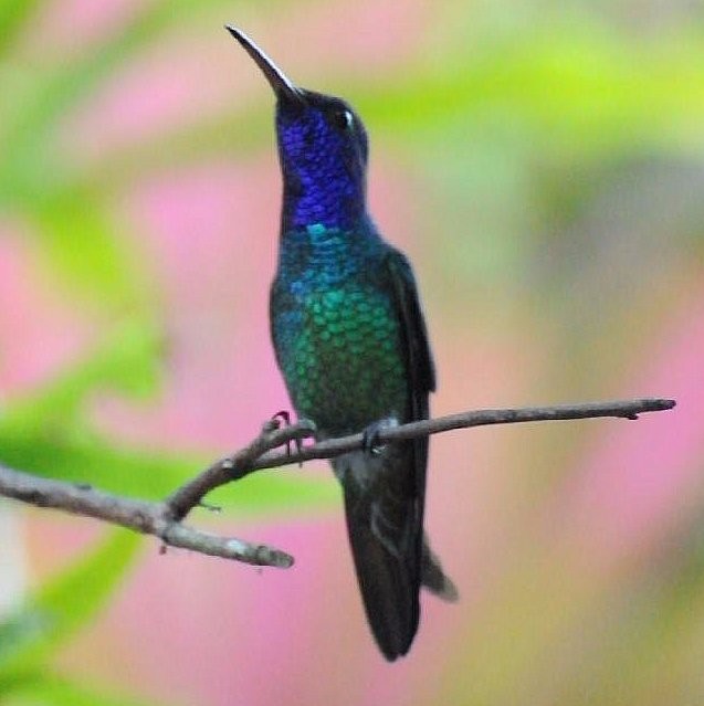 Violet-headed Hummingbird - ML242112021