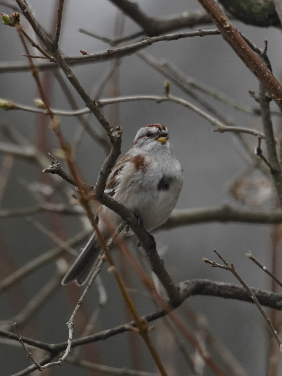 American Tree Sparrow - ML242113331