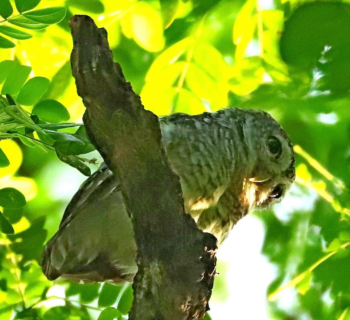 Spotted Owlet - ML242117461