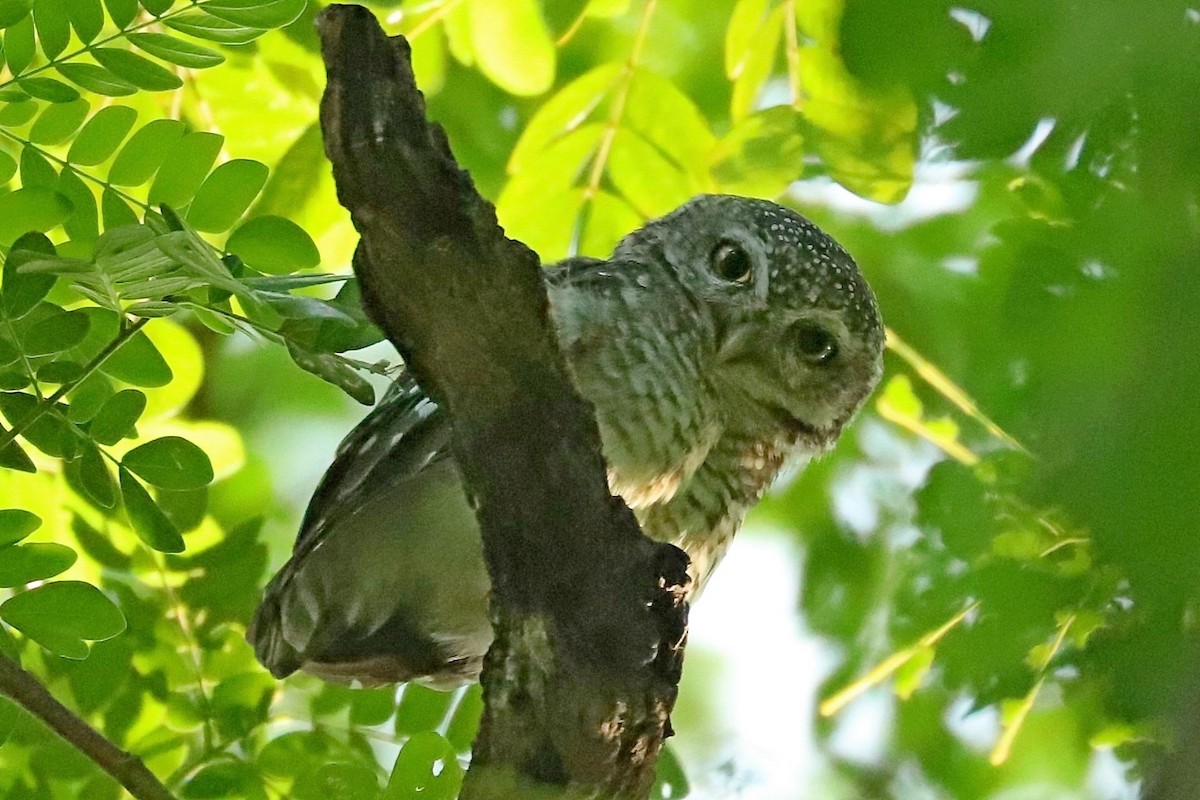Spotted Owlet - ML242117471