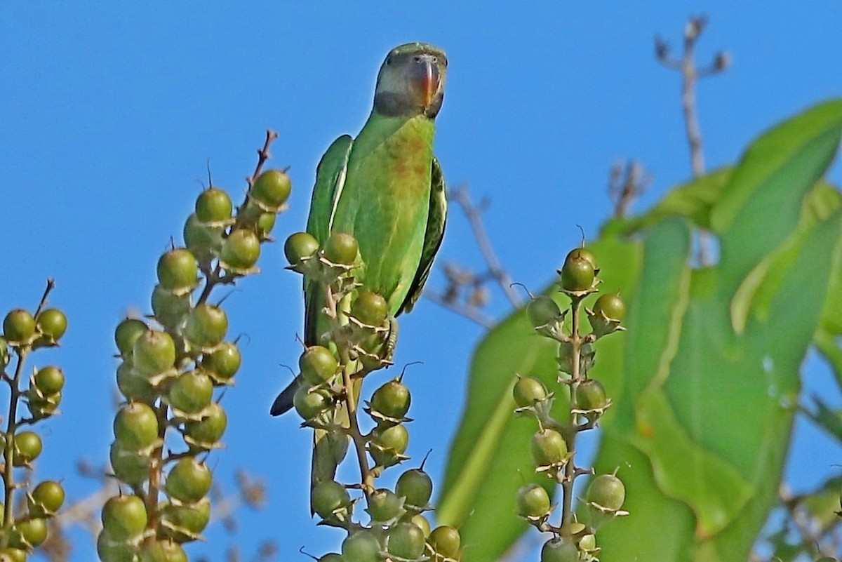 Red-breasted Parakeet - ML242117521
