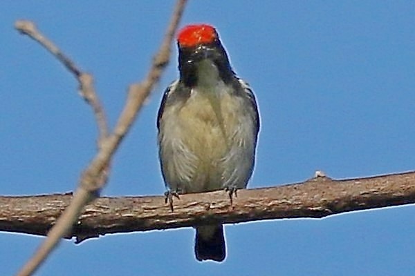 Scarlet-backed Flowerpecker - ML242117871
