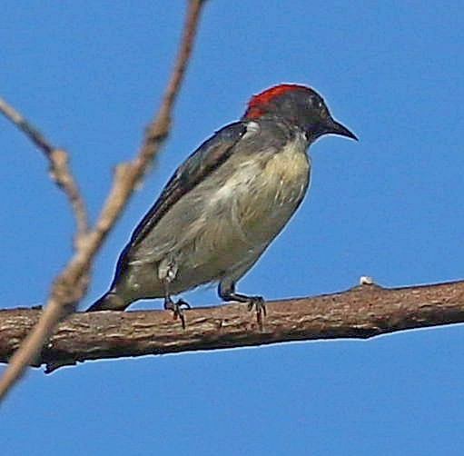 Scarlet-backed Flowerpecker - ML242117881