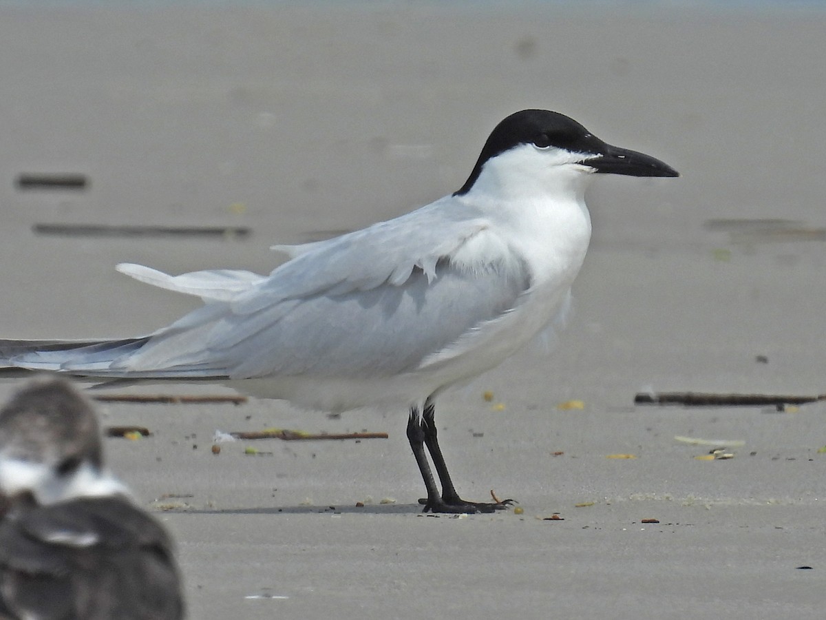 Gull-billed Tern - Carly Wainwright