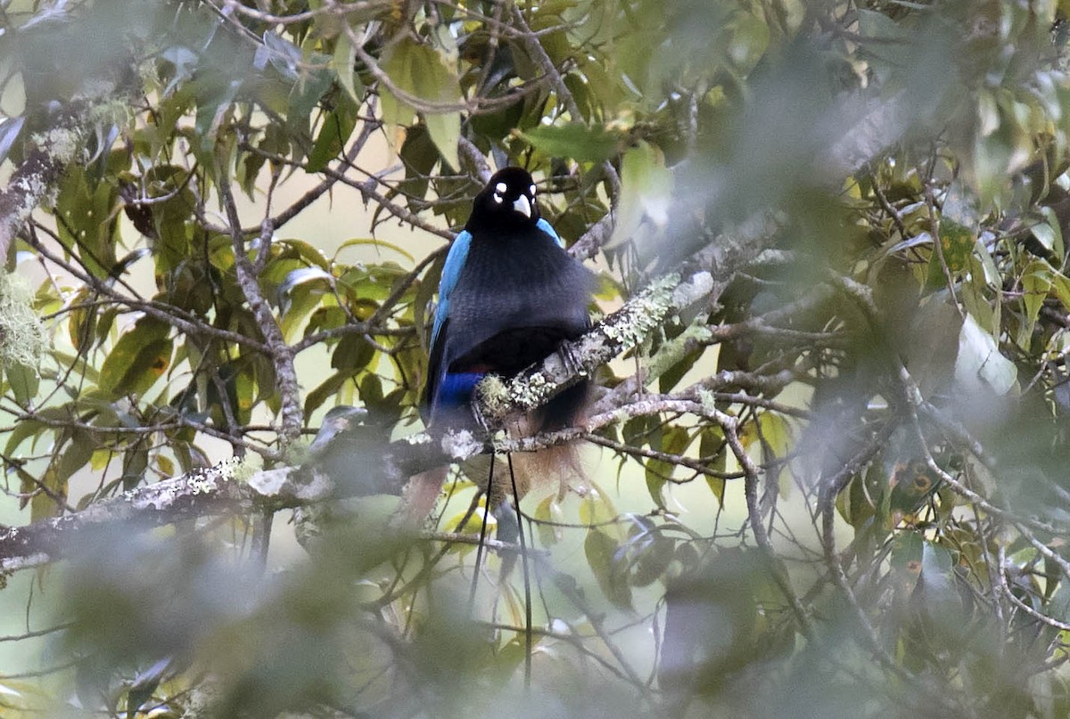 Blue Bird-of-Paradise - ML242118811